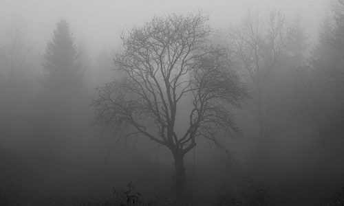 Baum im Nebel